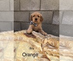 Small Photo #5 Golden Retriever Puppy For Sale in NORWALK, CA, USA