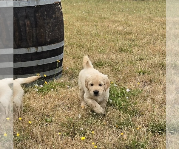 Medium Photo #6 Golden Retriever Puppy For Sale in EUGENE, OR, USA