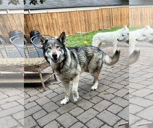 Alaskan Malamute-German Shepherd Dog Mix Dogs for adoption in Alturas, CA, USA