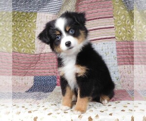 Miniature Australian Shepherd Puppy for sale in HARRISON, OH, USA