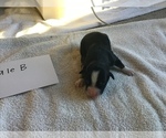 Small Photo #9 Australian Shepherd Puppy For Sale in SAINT MATTHEWS, SC, USA