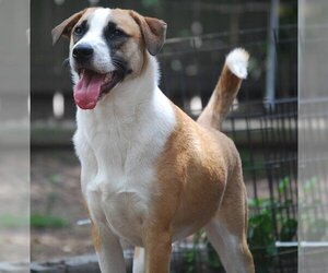Border Collie-Unknown Mix Dogs for adoption in Spring, TX, USA