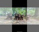 Small Photo #3 Labradoodle Puppy For Sale in LANETT, AL, USA