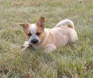 Australian Cattle Dog Puppy for sale in PINE GROVE, PA, USA