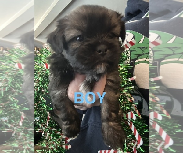Medium Photo #7 Shiranian Puppy For Sale in PLAINFIELD, IL, USA