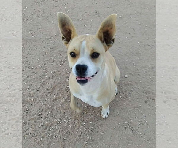 Medium Photo #3 Beagle-Unknown Mix Puppy For Sale in Apple Valley, CA, USA