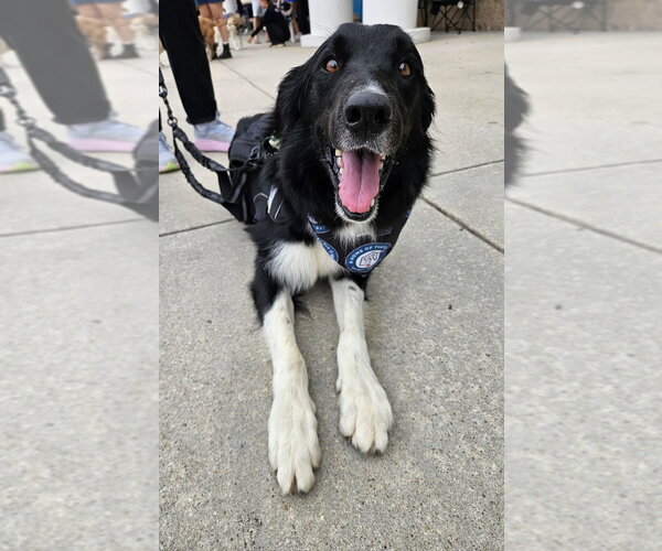 Medium Photo #16 Border Collie-Unknown Mix Puppy For Sale in Silver Spring, MD, USA