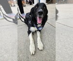 Small #15 Border Collie Mix