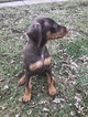 Small Photo #2 Doberman Pinscher Puppy For Sale in CLARKS HILL, IN, USA