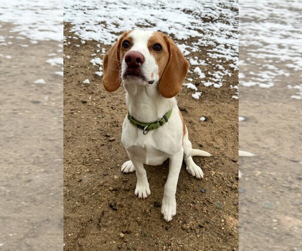 Medium Photo #1 Beagle-Unknown Mix Puppy For Sale in South Bend, IN, USA