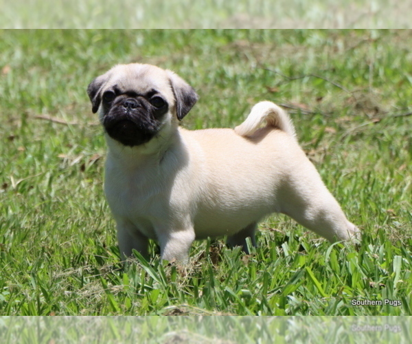 Medium Photo #1 Pug Puppy For Sale in WINNSBORO, TX, USA