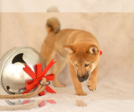 Small Photo #3 Shiba Inu Puppy For Sale in Neosho, MO, USA