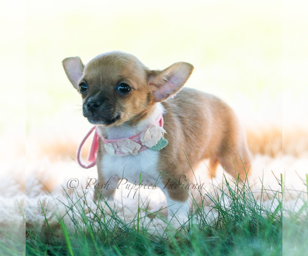 Medium Photo #23 Chihuahua Puppy For Sale in WARSAW, IN, USA