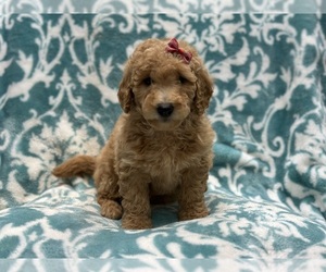 Goldendoodle (Miniature) Puppy for sale in LAKELAND, FL, USA