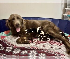 Newfoundland Puppy for sale in LEBANON, TN, USA