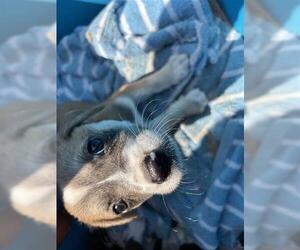 Labrador Retriever Dogs for adoption in Houston, TX, USA