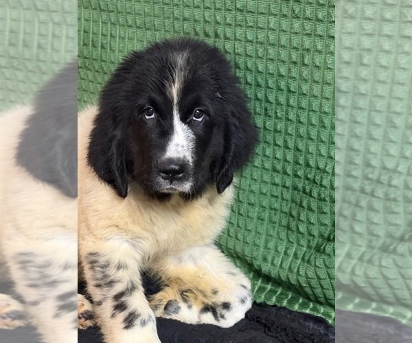 Medium Photo #9 Newfoundland Puppy For Sale in AURORA, IN, USA