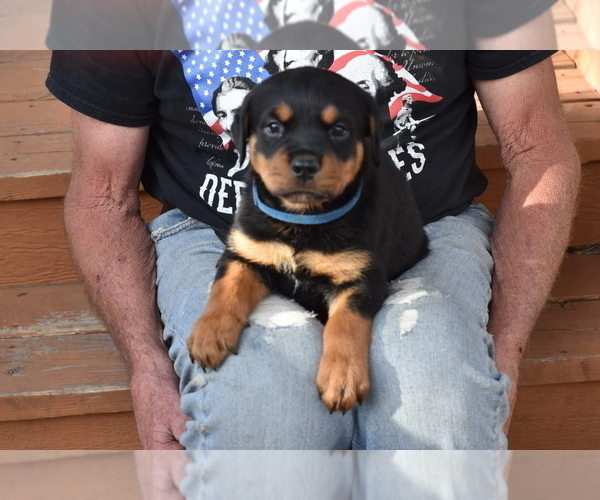 Medium Photo #4 Rottweiler Puppy For Sale in SHOW LOW, AZ, USA