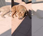 Small Photo #7 Mutt Puppy For Sale in garner, NC, USA