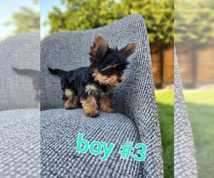 Yorkshire Terrier Puppy for sale in MODESTO, CA, USA