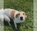 Small #2 Coonhound-Great Pyrenees Mix