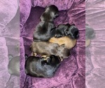 Small #9 Yorkshire Terrier