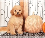 Small Goldendoodle