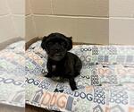 Small Shih Tzu Mix