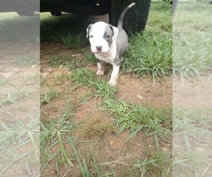 American Bully-American Staffordshire Terrier Mix Puppy for sale in MC EWEN, TN, USA