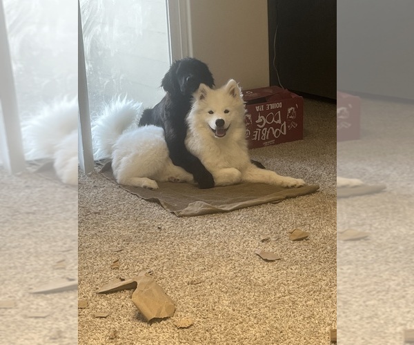 Medium Photo #1 Newfoundland-Samoyed Mix Puppy For Sale in ODENTON, MD, USA