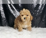 Small Photo #7 Maltipoo Puppy For Sale in WARSAW, IN, USA