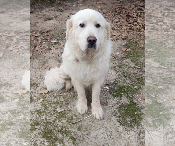 Medium Photo #1 Great Pyrenees Puppy For Sale in Croydon, NH, USA