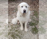 Small Great Pyrenees