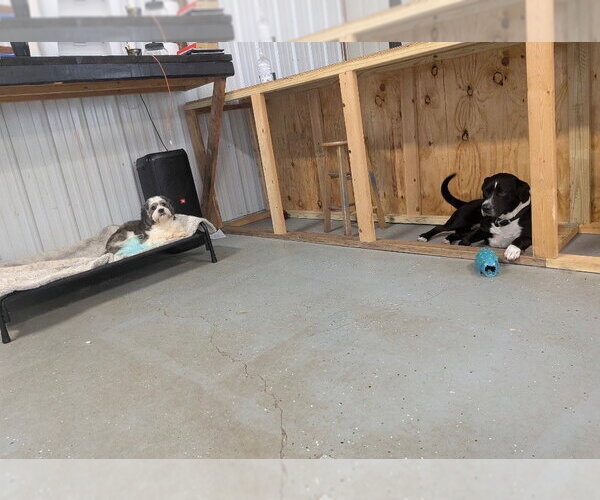 Medium Photo #3 Labrador Retriever-Unknown Mix Puppy For Sale in Crystal, MN, USA
