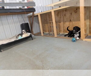 Roscoe *Help! I need a foster home!* - Male Labrador Retriever-Unknown Mix Dog for Adoption - Photo #3