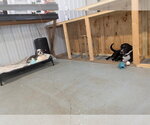 Small Photo #3 Labrador Retriever-Unknown Mix Puppy For Sale in Crystal, MN, USA