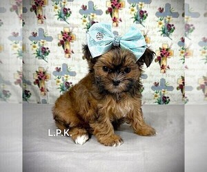 Mal-Shi Puppy for sale in WINNSBORO, LA, USA