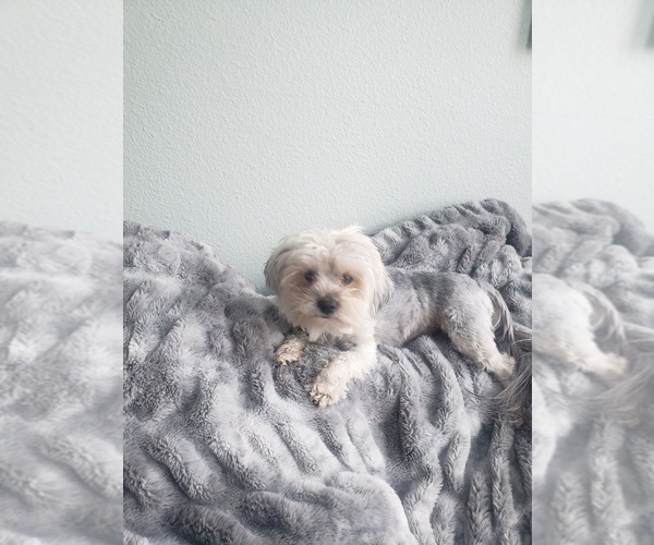 Medium Photo #1 Morkie-Yorkshire Terrier Mix Puppy For Sale in CENTENNIAL, CO, USA