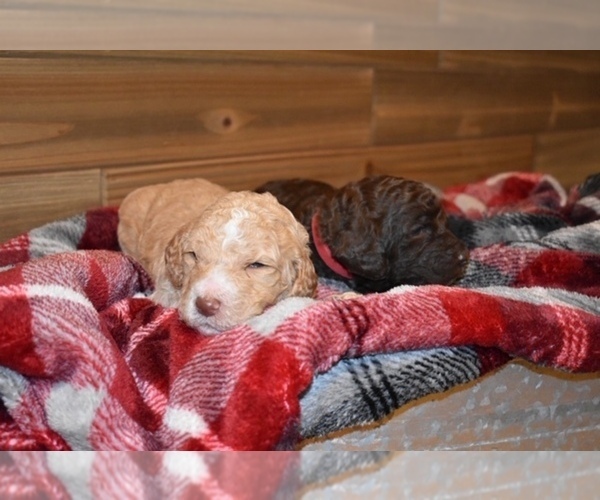 Medium Photo #4 Goldendoodle-Poodle (Standard) Mix Puppy For Sale in FAYETTEVILLE, OH, USA