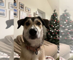 Mutt Dogs for adoption in Boston, MA, USA