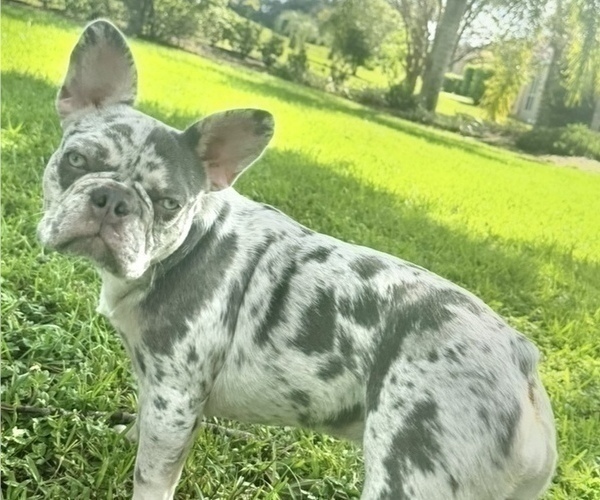 Medium Photo #1 French Bulldog Puppy For Sale in VALRICO, FL, USA