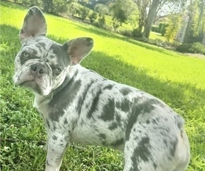 Mother of the French Bulldog puppies born on 03/05/2026
