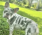 Small Photo #1 French Bulldog Puppy For Sale in VALRICO, FL, USA