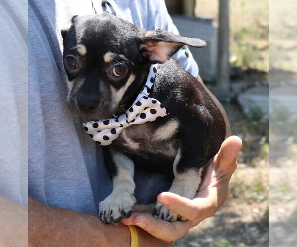 Medium Photo #3 Chug Puppy For Sale in Bandera, TX, USA