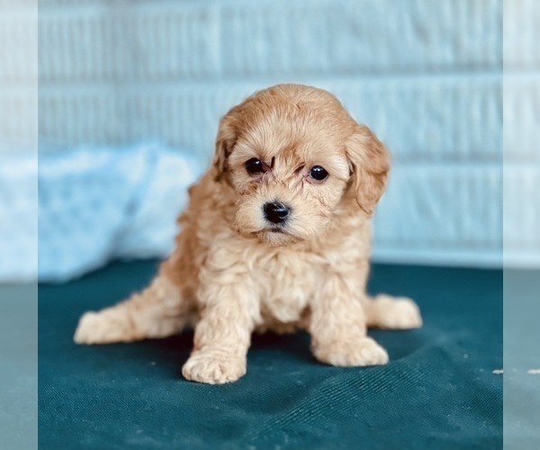 Medium Photo #3 Cavapoo (Standard) Puppy For Sale in DUNDEE, OH, USA
