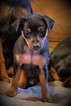 Small Miniature Pinscher