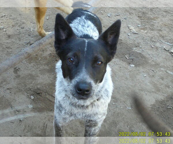 Medium Photo #5 Mutt Puppy For Sale in Pacific grove , CA, USA