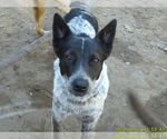 Small #4 Mutt
