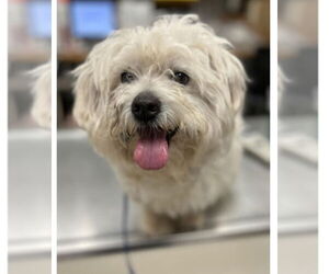 Maltese-Unknown Mix Dogs for adoption in Canton, CT, USA