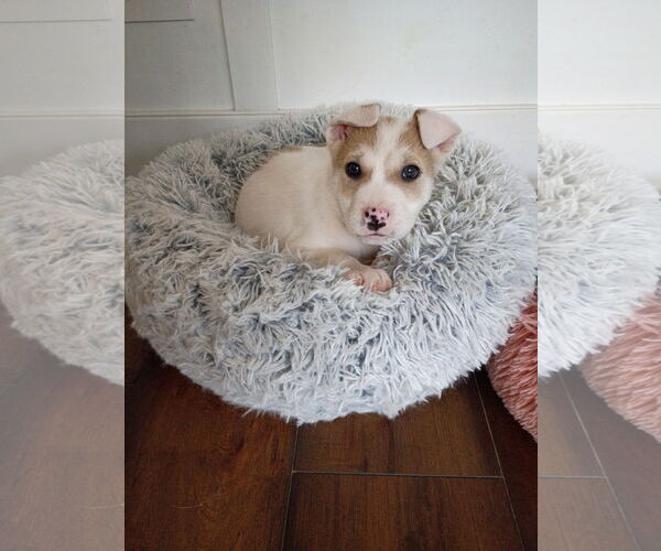 Medium Photo #4 Border Collie-Siberian Husky Mix Puppy For Sale in Ball Ground, GA, USA